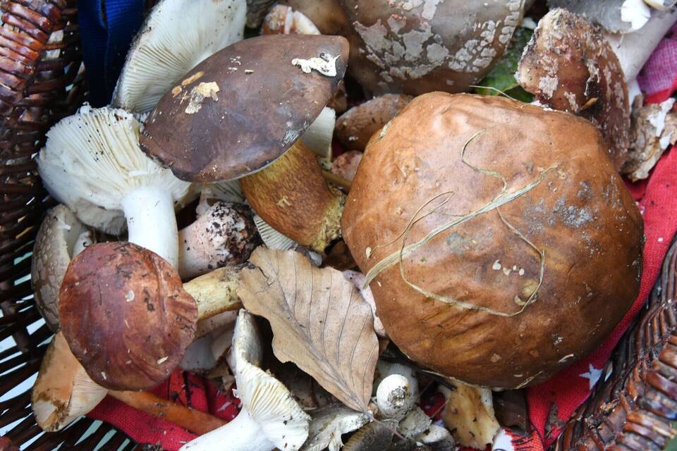 Gesammelte Pilze Gesammelte Pilze