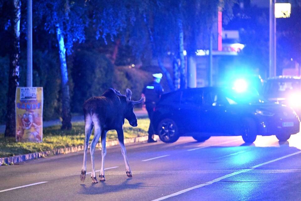 Elch "Emil" in Österreich Elch "Emil" in Österreich
