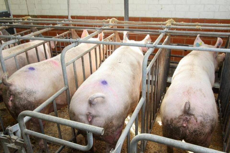 Schweinehaltung im Kastenstall