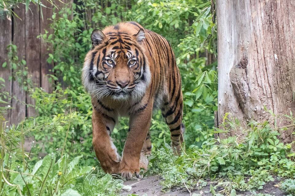 Sumatratiger Tebo eingeschläfert Sumatratiger Tebo eingeschläfert