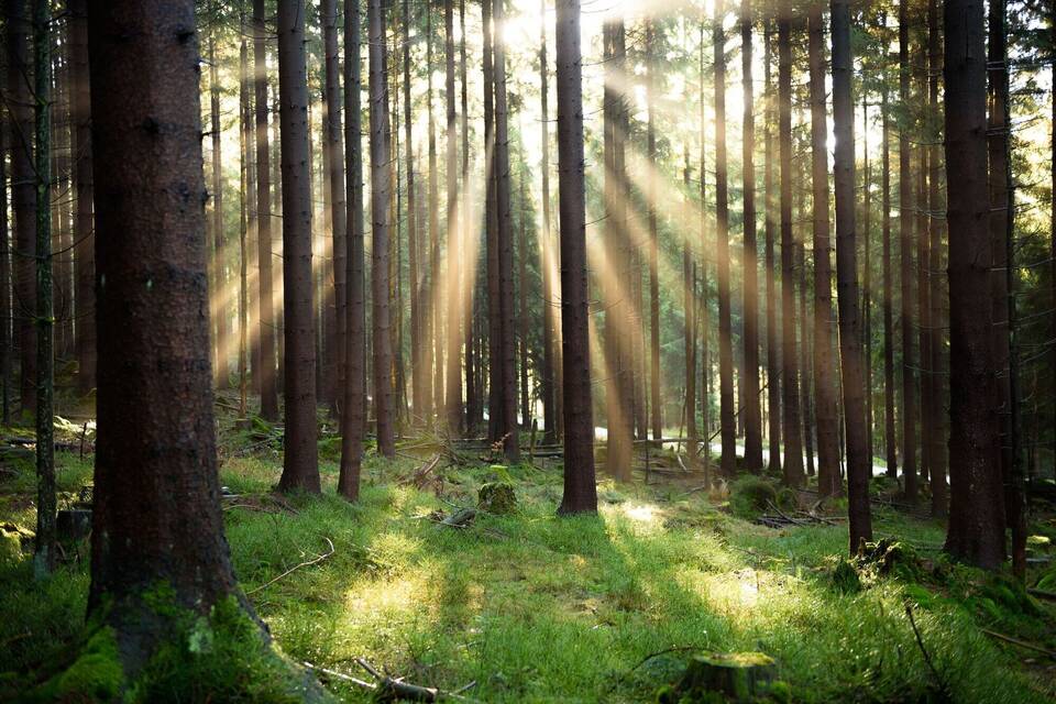 Wald