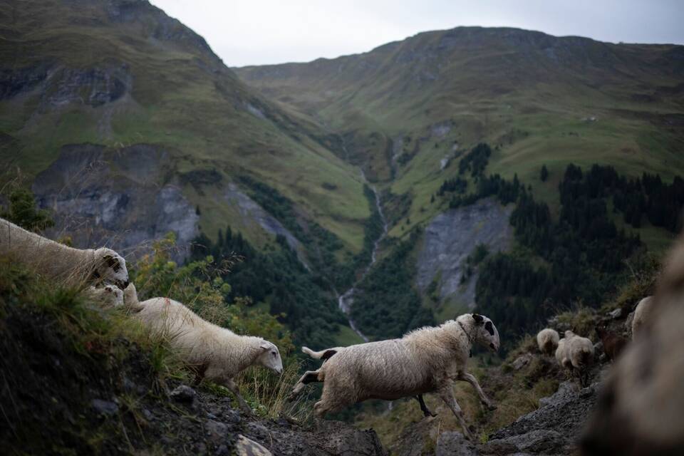 Alpabzug in der Schweiz