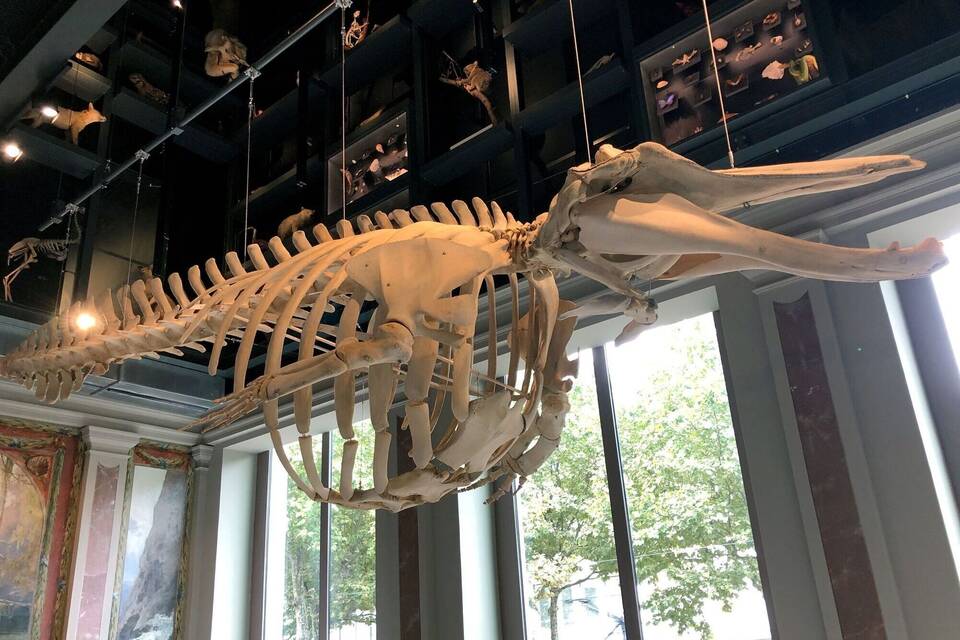 Straßburger Museum eröffnet mit Walskelett
