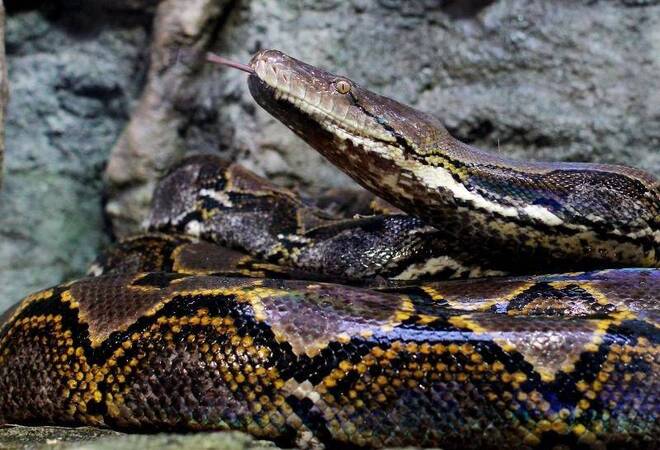Indonesien Python Verschlingt Erntearbeiter Aus Aller Welt Rnz