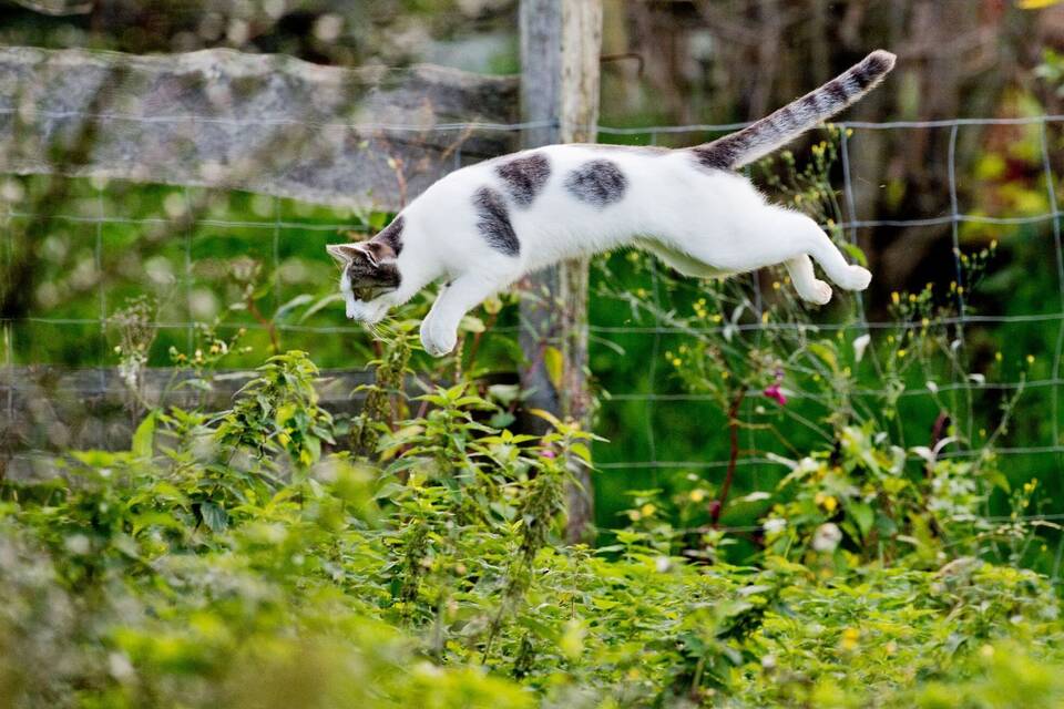 Katze im Garten