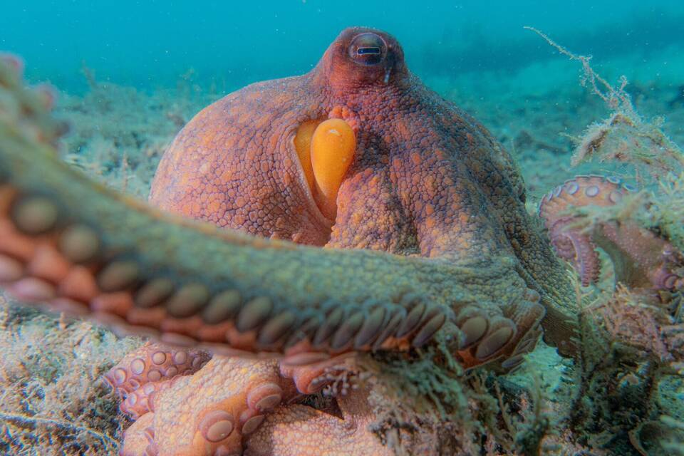 Wie Kraken ihre Arme nutzen