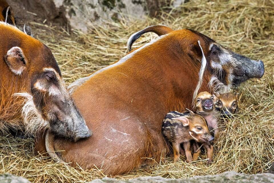 Pinselohrschwein-Nachwuchs im Opel-Zoo