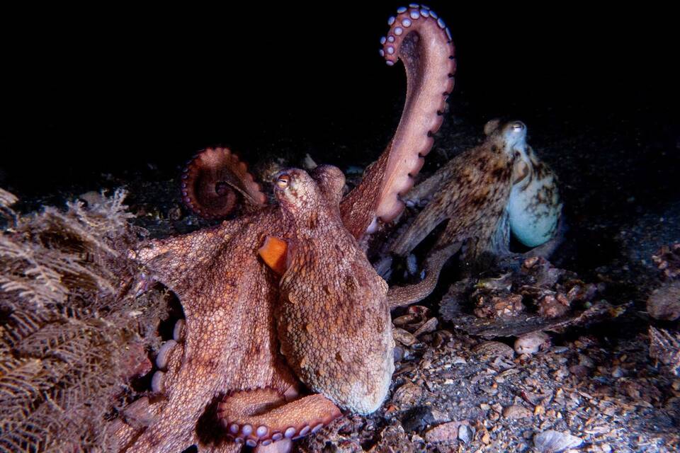 Wie Kraken ihre Arme nutzen