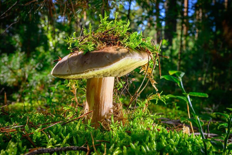 Herbstzeit ist Pilzzeit