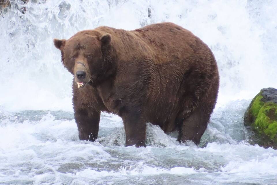 «Fat Bear»-Wahlen in USA