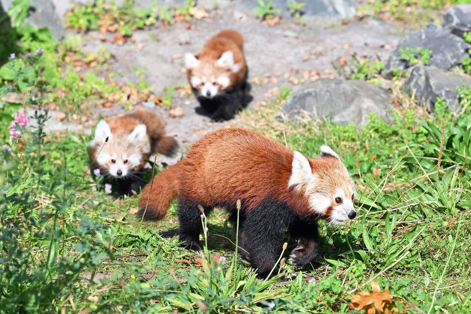 Nachwuchs bei den Kleinen Pandas im Erlebnis-Zoo Hannover