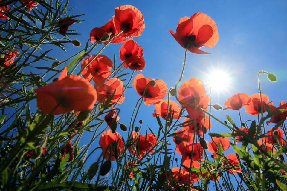 Der Klatschmohn im Garten