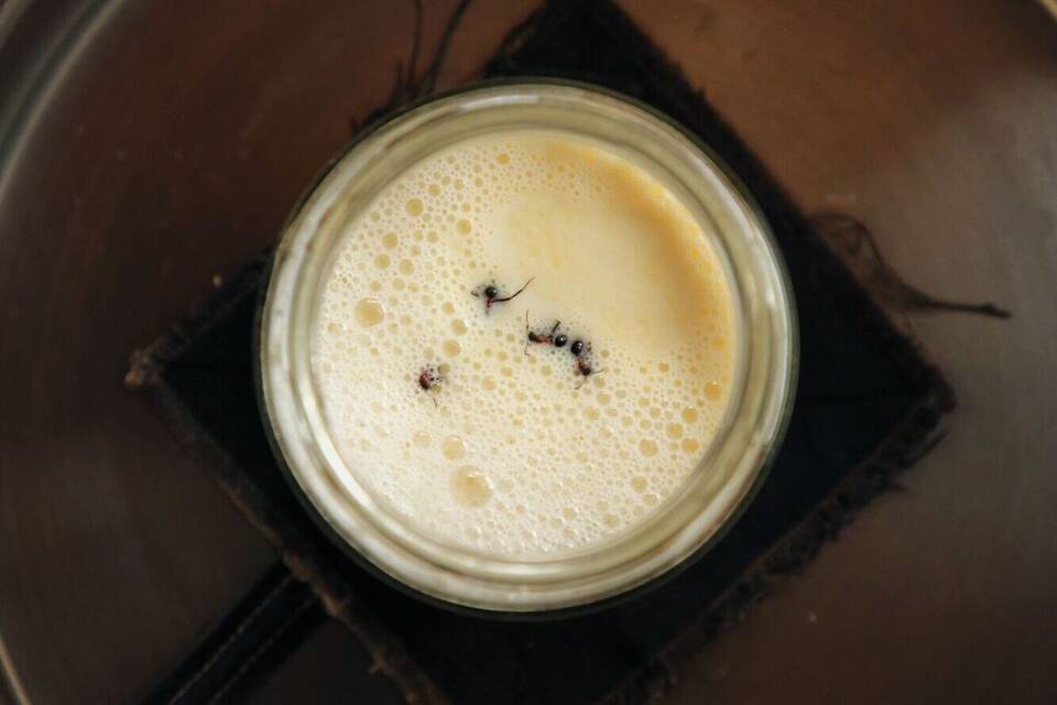 Forscher stellen Joghurt mit Hilfe von Ameisen her