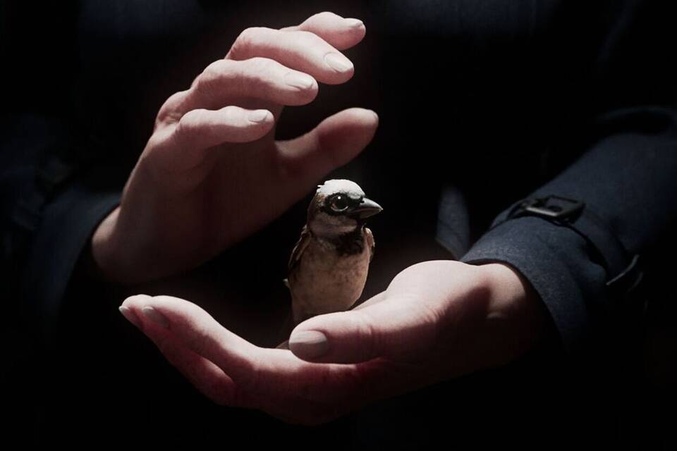Kurzfilm «A Sparrow's Song» Kurzfilm «A Sparrow's Song»