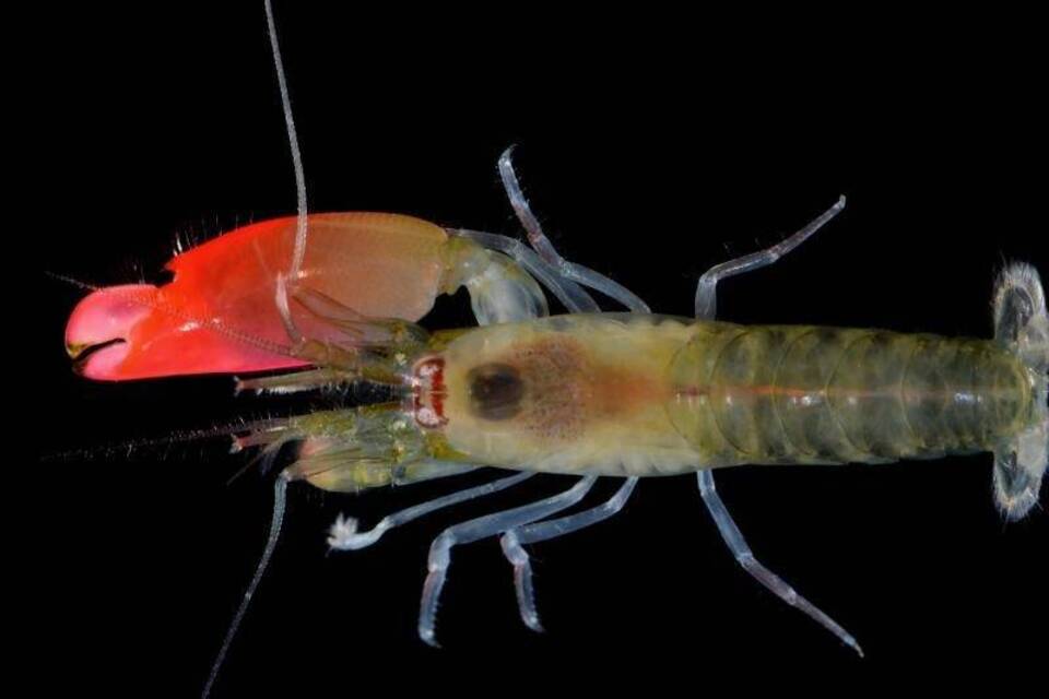 Synalpheus pinkfloydi Synalpheus pinkfloydi