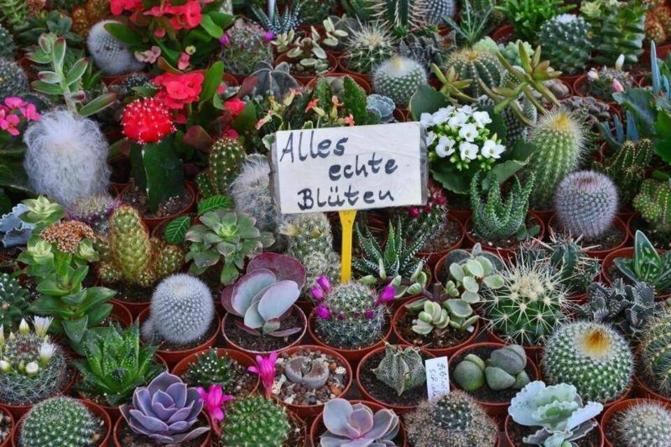 Saisonstart für Gartenfreunde Saisonstart für Gartenfreunde