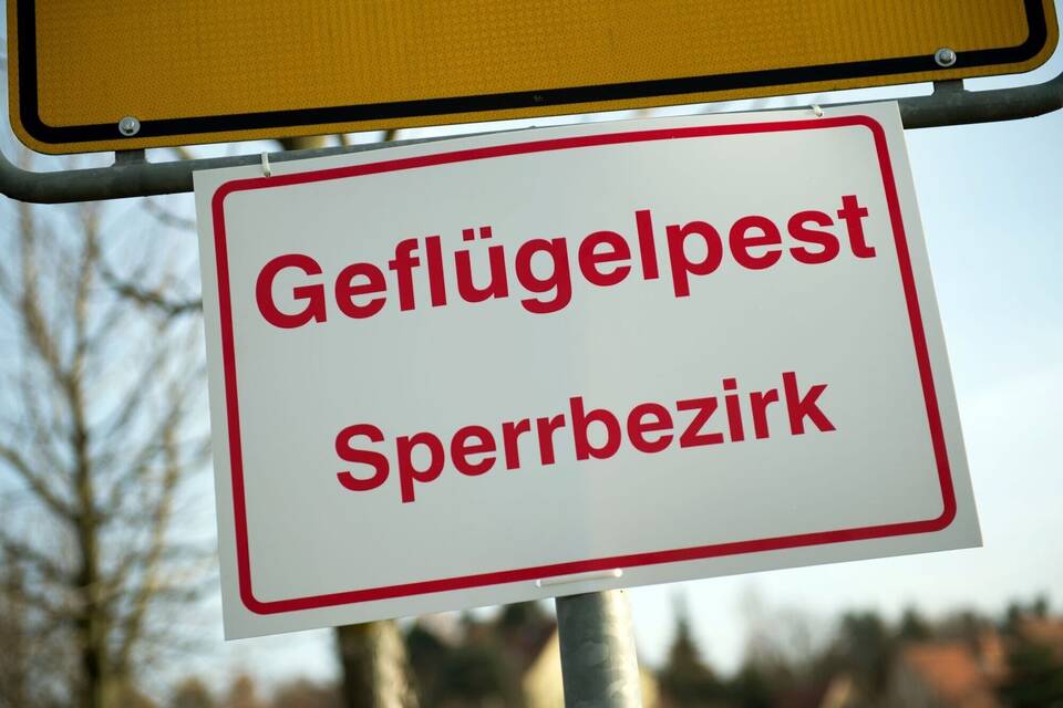 Geflügelpest Geflügelpest