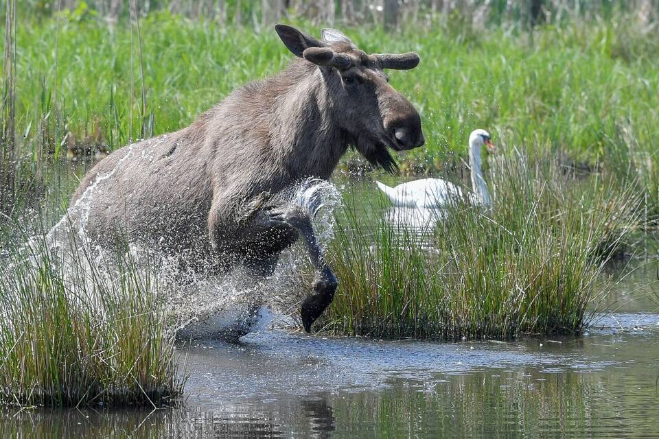 Elchbulle im Wildpark Schorfheide
