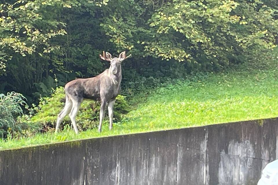 Elch im Schwarzwald Elch im Schwarzwald
