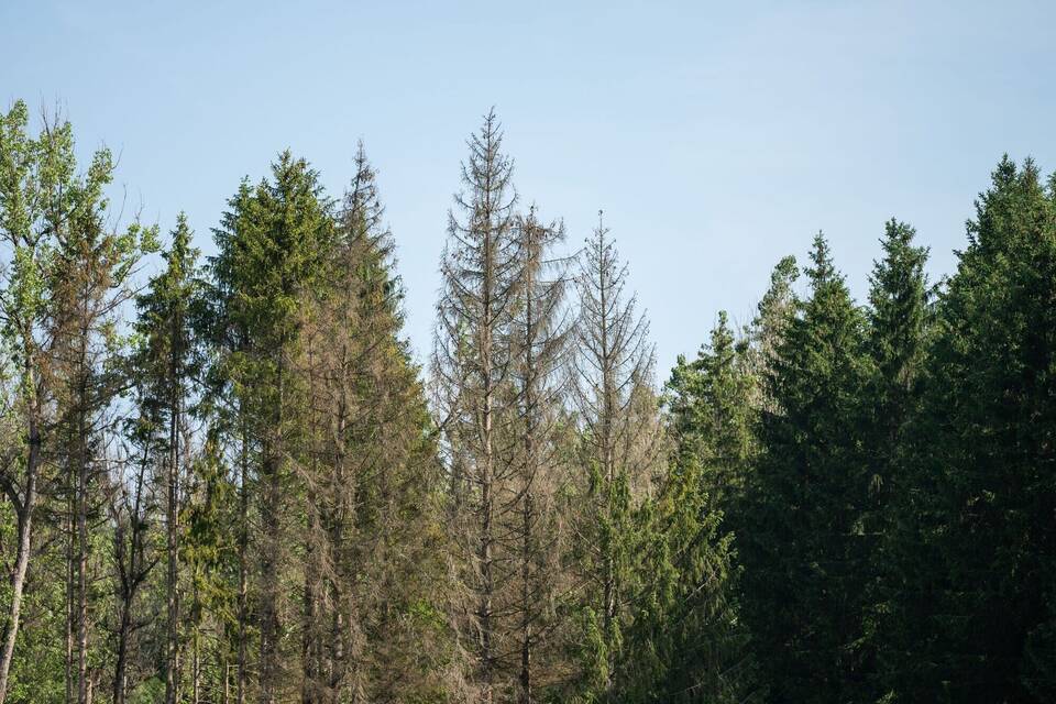 Waldzustand in Deutschland Waldzustand in Deutschland