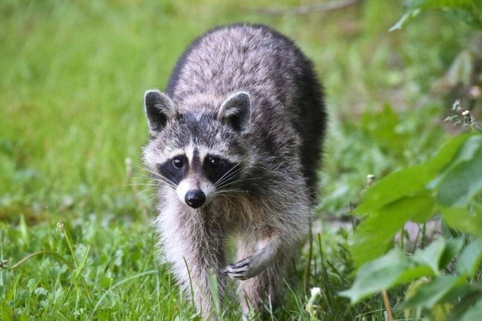 Waschbär Waschbär