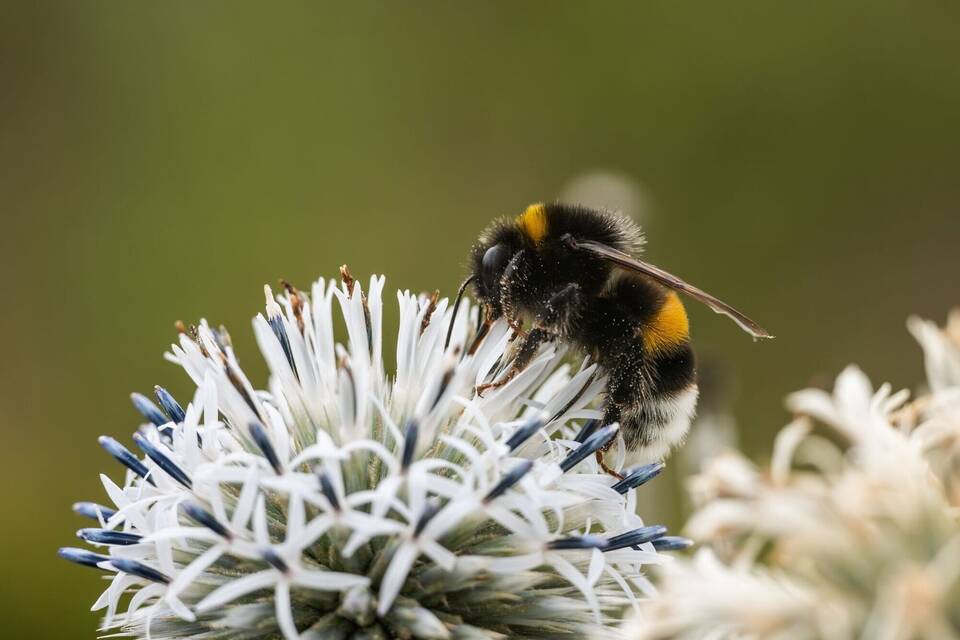 Wildbienen bedroht. 
