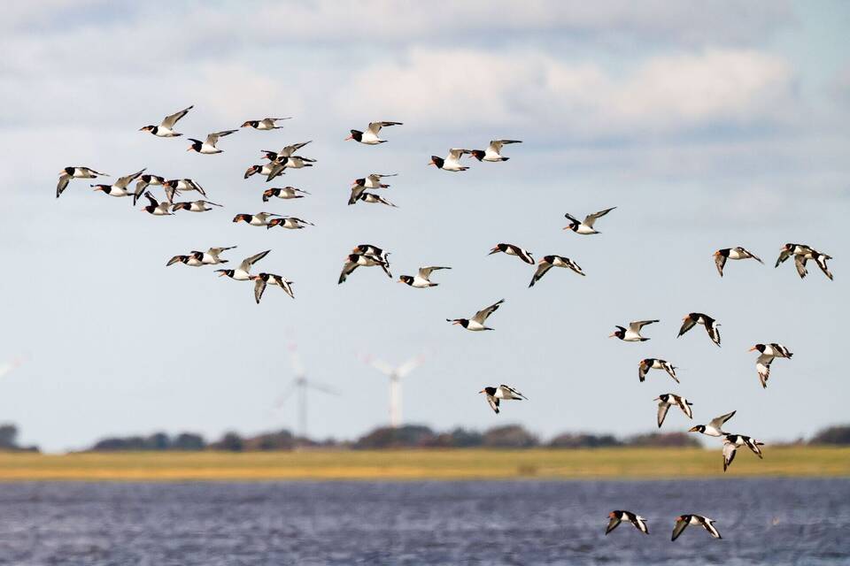 Weltnaturerbestätte Wattenmeer 