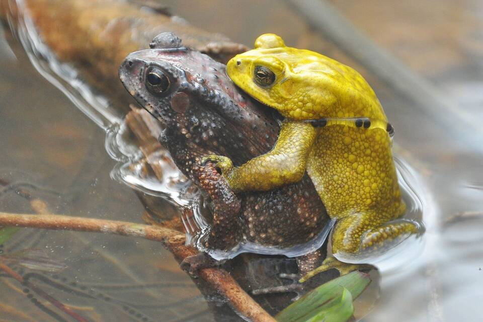 Schwarznarbenkröten