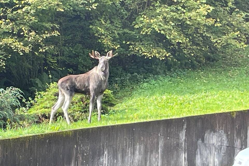 Elch im Schwarzwald