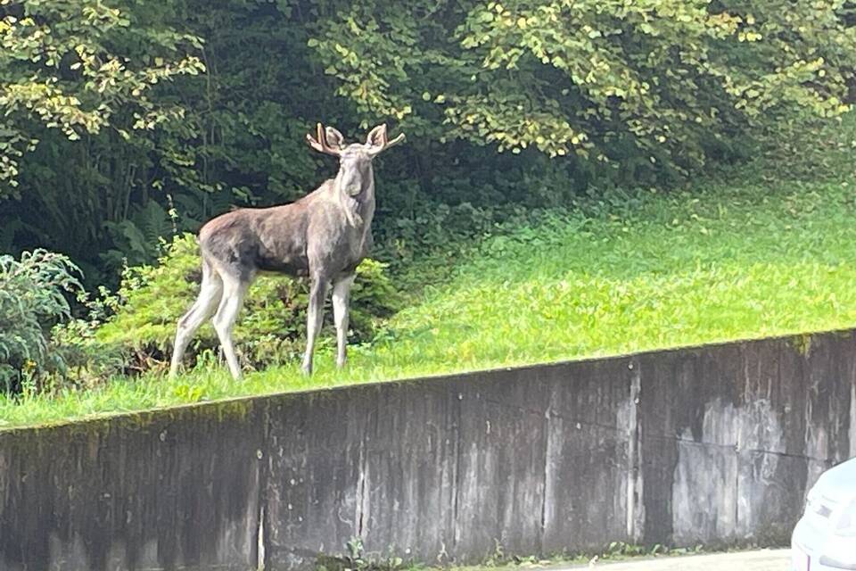 Elch im Schwarzwald