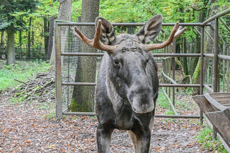 Schwarzwald-Elch Erwin eingefangen