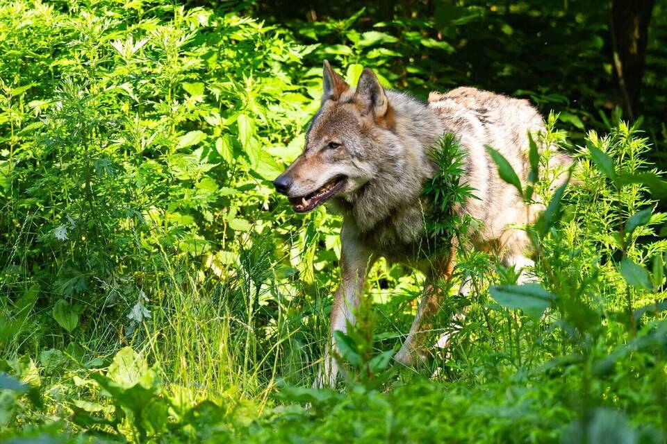 Wolf