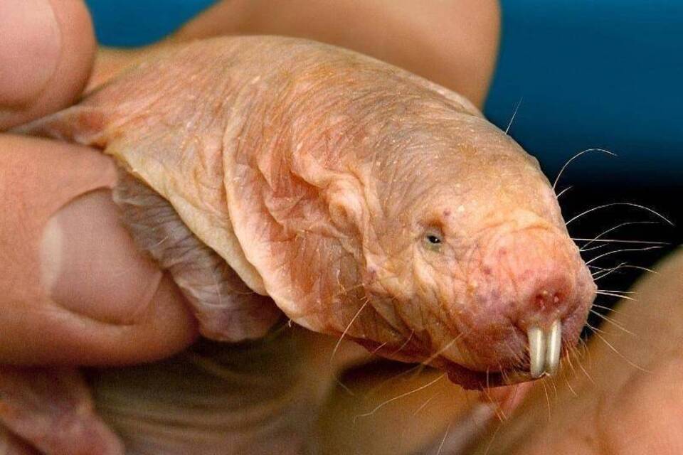 Nacktmull Nacktmull