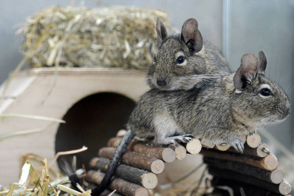 Kleine Nagetiere mit großen Ansprüchen Kleine Nagetiere mit großen Ansprüchen