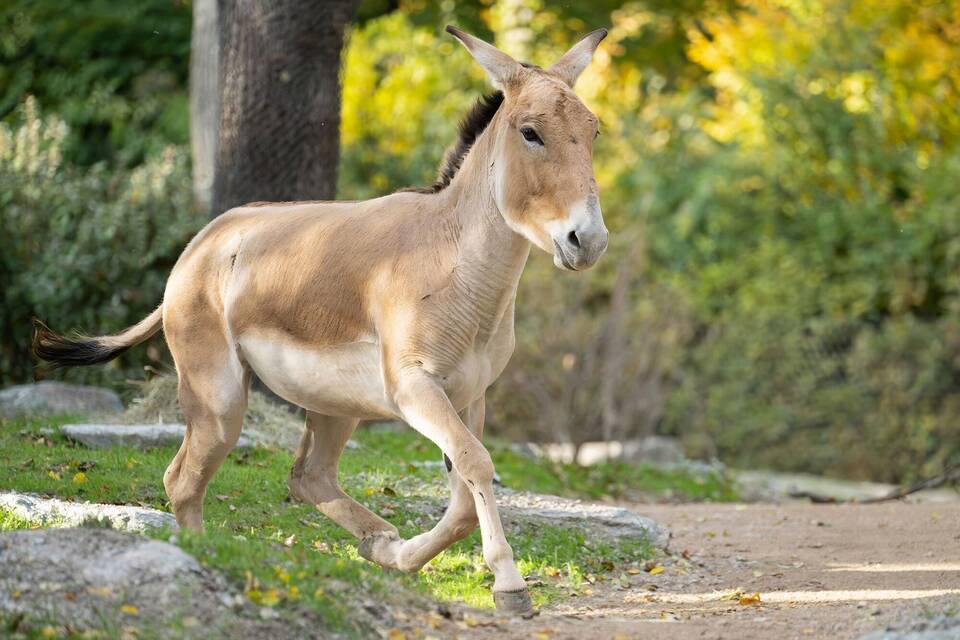 Onager - Tiergarten Schönbrunn