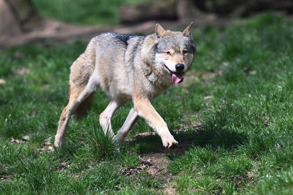 Wolf
