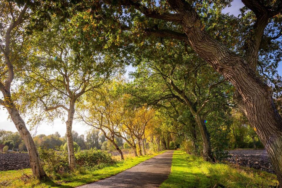 Allee des Jahres 2025