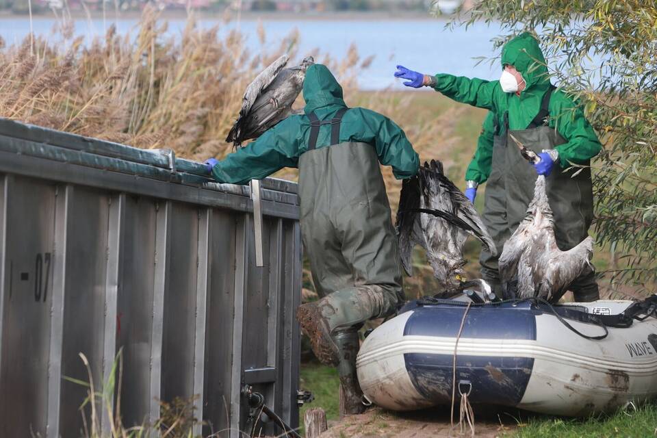 Vogelgrippe bei Kranichen