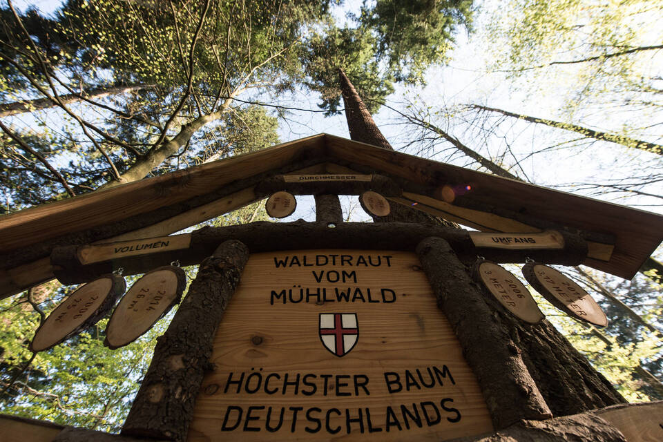 «Waldtraut» ist Deutschlands höchster Baum «Waldtraut» ist Deutschlands höchster Baum