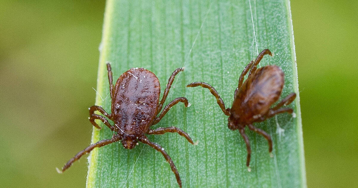 Was Hilft Gegen Zecken Im Garten