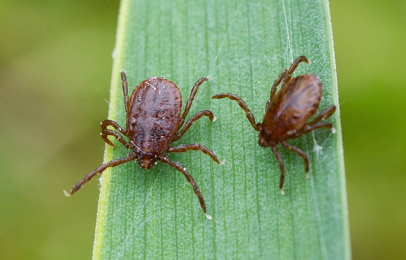 Zecken Die Tiere Besiedeln Auch Das Heimische Grun Haus