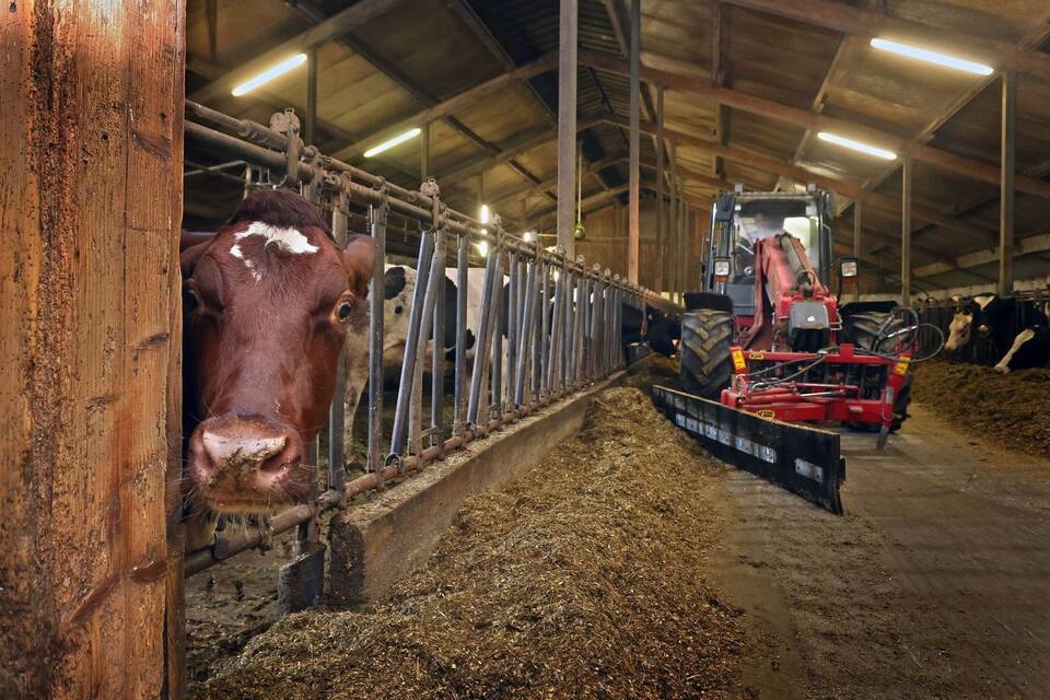 Landwirtschaft - Kuhstall