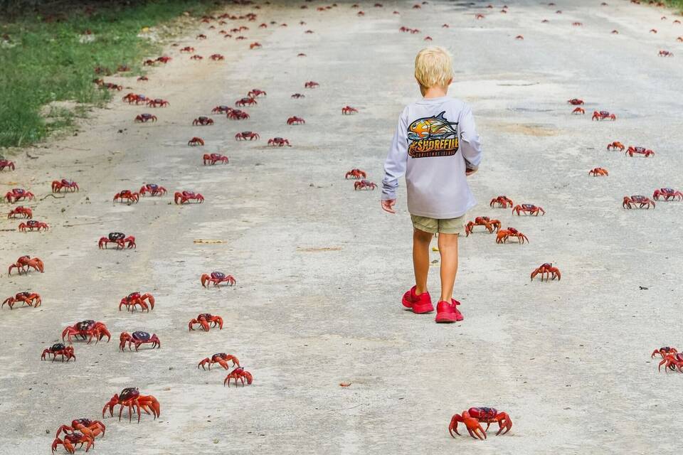 Rote Krabben in Australien