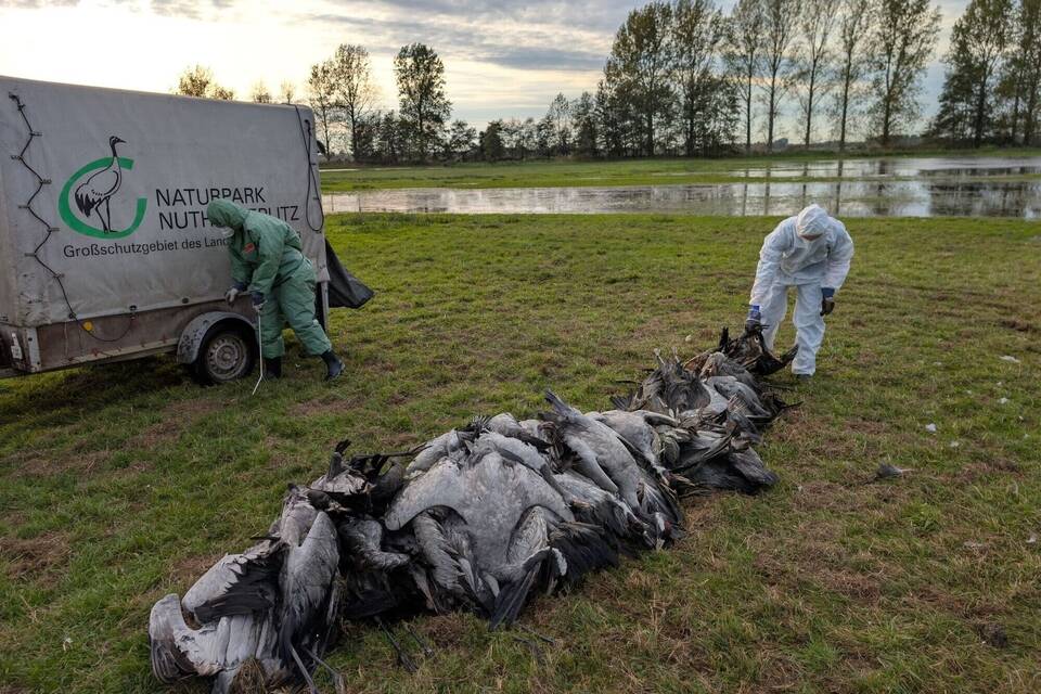 Vogelgrippe 