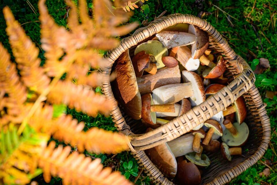Herbstzeit ist Pilzzeit