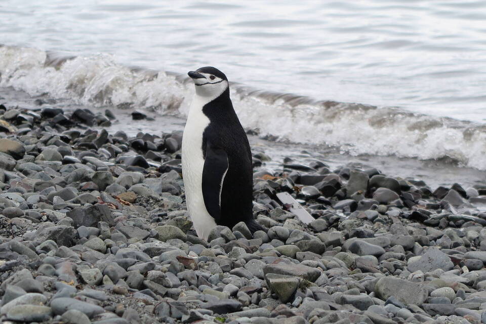 Klimawandel und Nahrungsmangel - düstere Zeiten für Pinguine