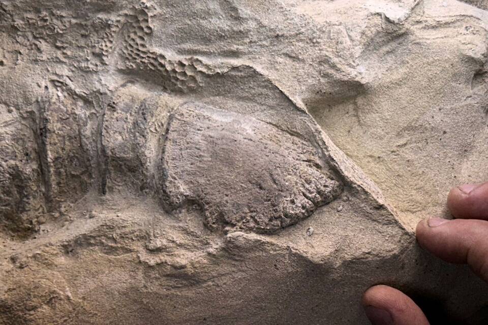 Mumifizierte Dinosaurier