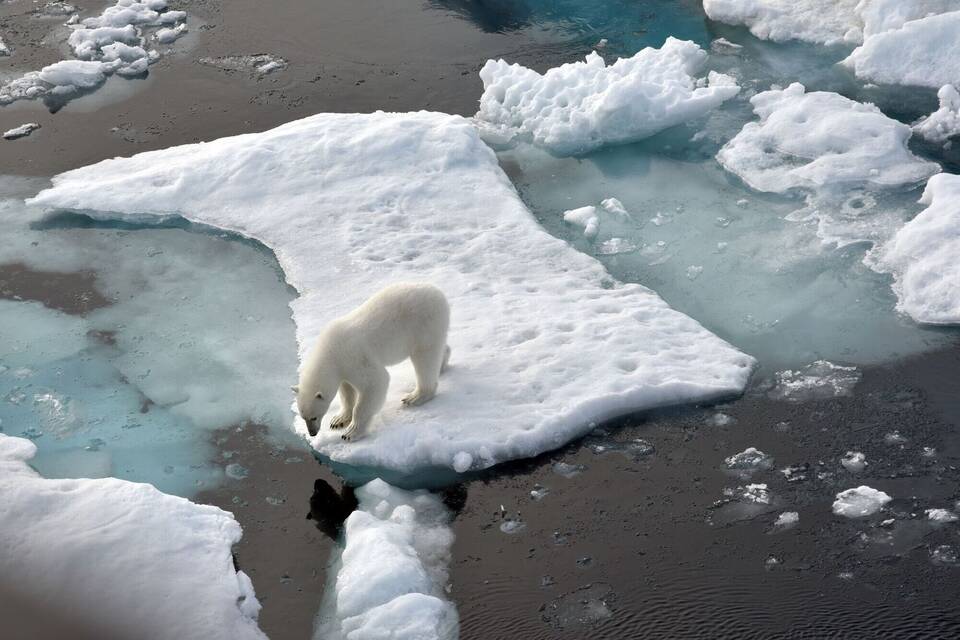 Ein Eisbär im Nordpolarmeer