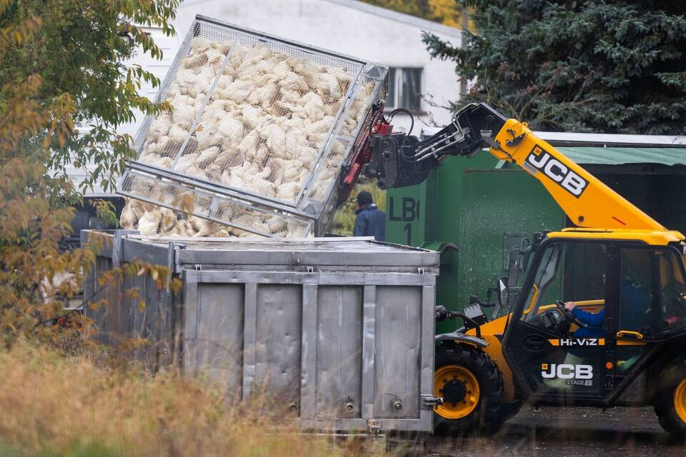 Vogelgrippe in Brandenburg Vogelgrippe in Brandenburg