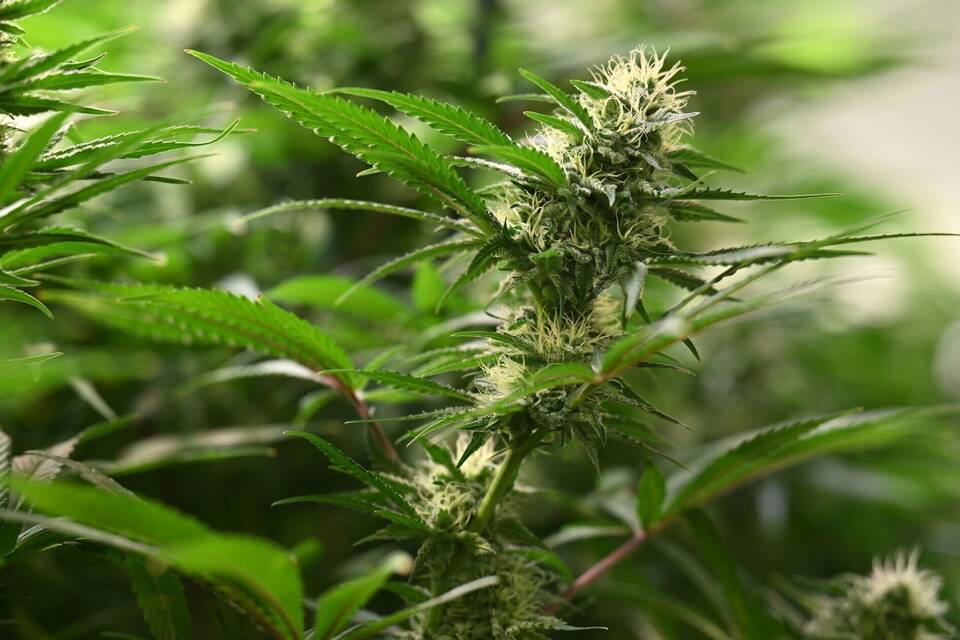 Symbolbild Cannabis-Anbau